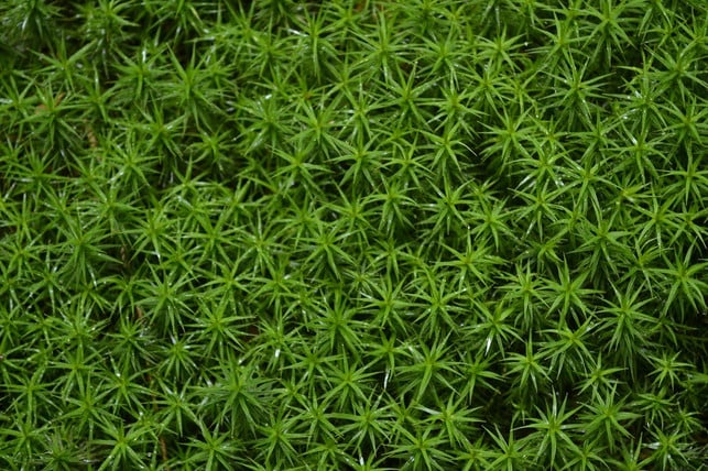 sternmoos-bevorzugt-einen-schattigen-bis-halbschat-cc0-pixabay-kukuwaia-190916_download Sternmoos bevorzugt einen schattigen bis halbschattigen Standort.