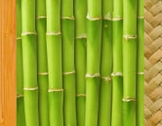 Wie nachhaltig ist Bambus als Material?