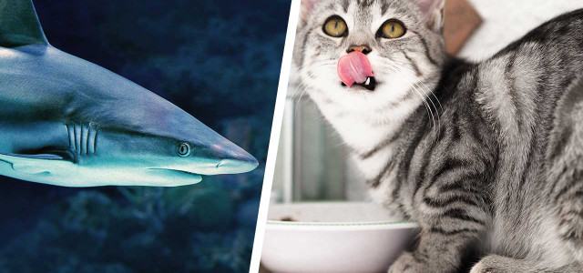 Studie findet Haifisch in Tierfutter.