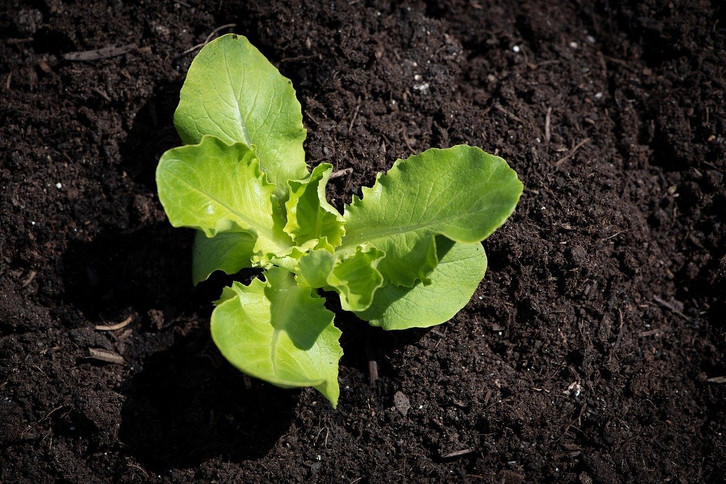 Kopfsalat pflanzen: Das musst du fr eine reiche Ernte beachten - Utopia.de