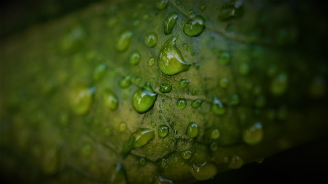 frostschaden-am-lorbeer-kommt-vor-allem-an-sonnige-cc0-pixabay-mylene2401-221216_download Frostschaden am Lorbeer kommt vor allem an sonnigen Standorten vor.