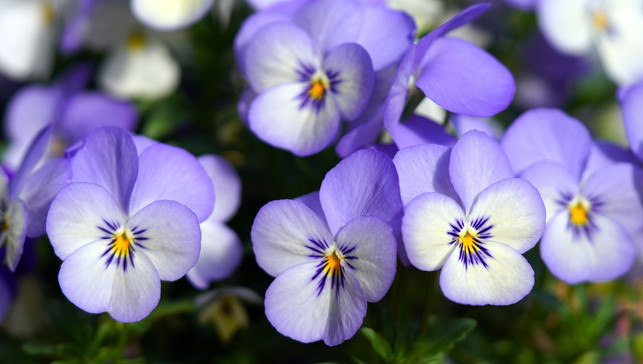 stiefmuetterchen-sind-nicht-immer-bienenfreundlich-cc0-pixabay-matthiasboeckel-231004_download Stiefmütterchen sind nicht immer bienenfreundlich.