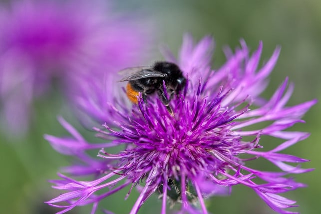 schaffe-in-deinem-garten-fuer-wildbienen-ein-rueckzu-cc0-pixabay-webentwicklerin-210529_download Schaffe in deinem Garten für Wildbienen ein Rückzugsort mit den passenden Pflanzen.