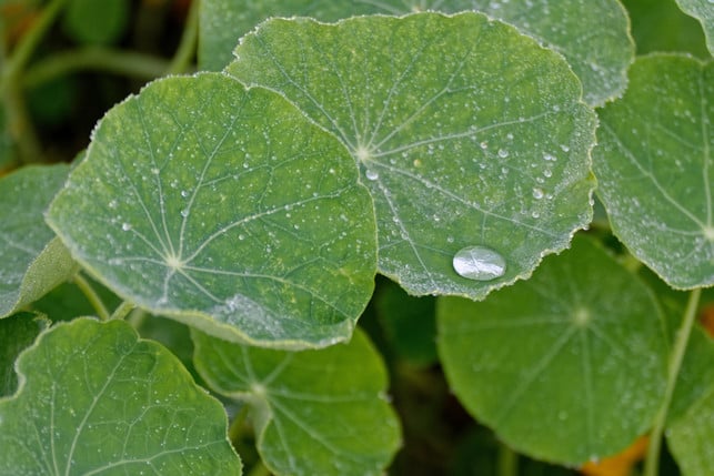 kapuzinerkresse-enthaelt-viel-vitamin-c-cc0--pixabay--utroja0-250519_download Kapuzinerkresse enthält viel Vitamin C.