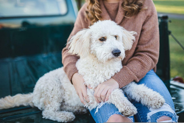 gaehnen-ihre-frauchen-oder-herrchen-tun-hunde-es-i-cc0-pixabay-cparks-220916_download Gähnen ihre Frauchen oder Herrchen, tun Hunde es ihnen oft gleich.