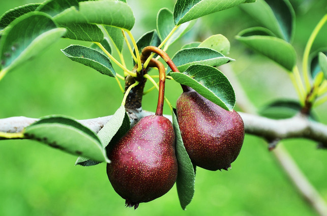 im-spaetsommer-werden-birnen-in-deutschland-reif-cc0-pixabay-sztrapacska74-190627_download Im Spätsommer werden Birnen in Deutschland reif.