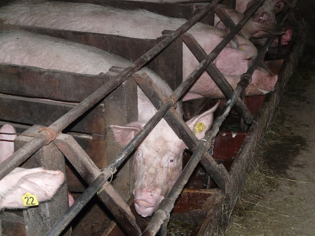 schweine-leben-haeufig-unter-nicht-artgerechten-bed-cc0-pixabay-hans-210406_download Schweine leben häufig unter nicht artgerechten Bedingungen.