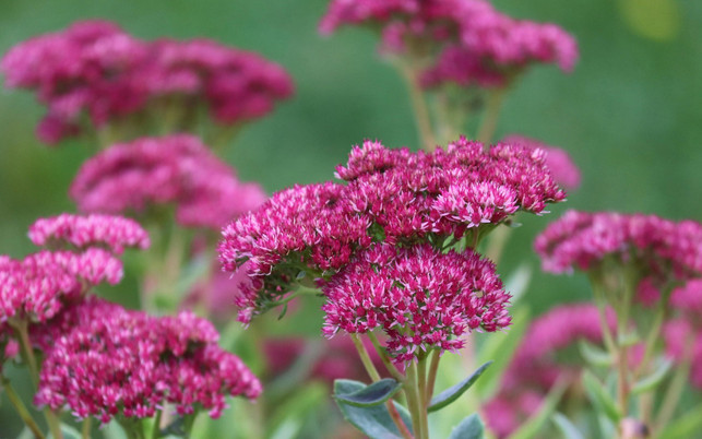 fetthenne-mauerpfeffer-pb Die robuste, pflegeleichte Fetthenne bringt bis in den Herbst Farbe in den Garten und liefert wertvollen Nektar für Bienen und Schmetterlinge.