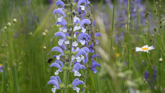 tipps-wasser-sparen-dpa An sonnigen, trockenen Standorten macht sich der Wiesensalbei gut.