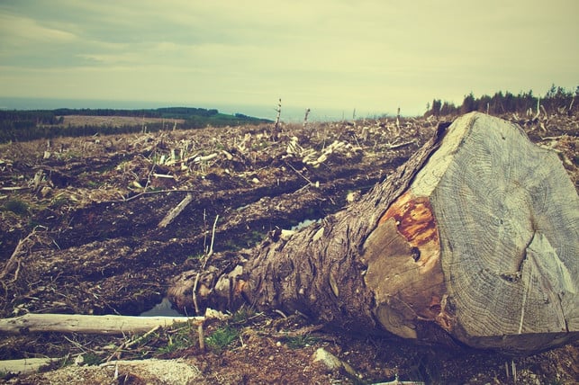 werden-ganze-waelder-zur-holzgewinnung-gerodet-lei-cc0-pixabay-picography-180323_download Werden ganze Wälder zur Holzgewinnung gerodet, leidet auch die Bodenqualität darunter