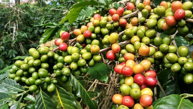 coffea-arabica-macht-den-groessten-anteil-am-weltwei-cc0-public-domain-pixabay-fadhilasqar-180112_download Coffea Arabica macht den größten Anteil am weltweiten Kaffeemarkt aus.