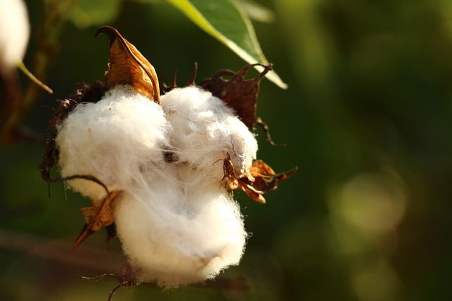 cotton-made-in-africa-verbietet-unter-anderem-gent-cc0-pixabay-mariaa-211106_download Cotton made in Africa verbietet unter anderem gentechnisch verändertes Baumwollsaatgut.