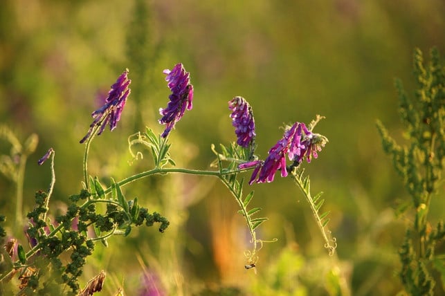 die-vogel-wicke-ist-eine-wichtige-nahrungsquelle-f-cc0-pixabay-rihaij-210831_download Die Vogel-Wicke ist eine wichtige Nahrungsquelle für Vögel und Insekten.