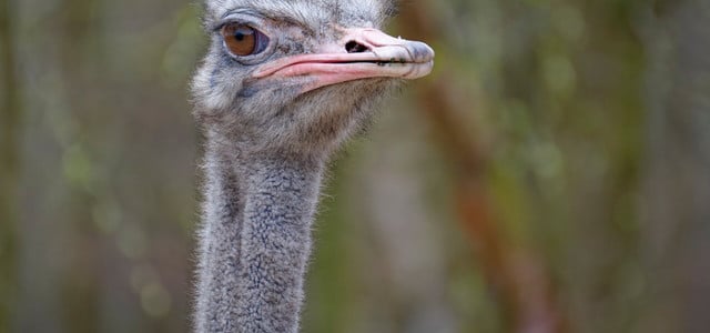 Ostrich-Effekt: Ab diesem Alter fangen Menschen an, unangenehme Informationen zu meiden (Foto: CC0 / Pixabay / 4379051) ostrich effekt