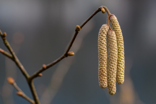 die-hasel-die-im-phaenologischen-kalender-den-begi-cc0-pixabay-adege-231210_download Die Hasel, die im phänologischen Kalender den Beginn des Vorfrühlings markiert, blüht im langjährigen Mittel immer früher.