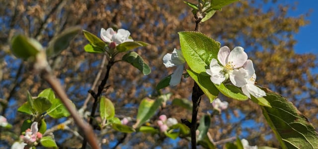 Blühende Apfelbäume im Herbst: Was hat es mit dem Phänomen auf sich?