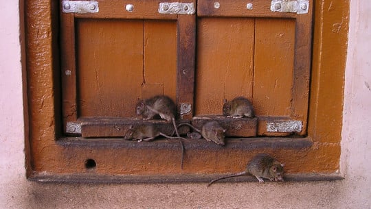 ratten-vertreiben-cc0-pixabay-simon-190523 ratten vertreiben