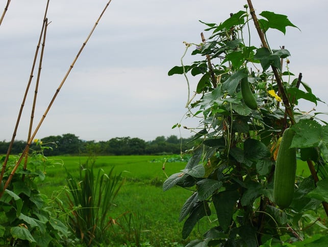 die-luffa-gurke-ist-eine-kletterpflanze-und-bevorz-cc0-pixabay-attempted-220129_download Die Luffa-Gurke ist eine Kletterpflanze und bevorzugt warme, sonnige Standorte.