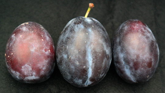 Helle Schicht auf Zwetschgen und Pflaumen: Abwaschen oder dranlassen? Belag auf Zwetschgen und Pflaumen