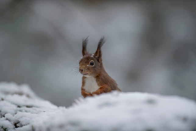 Winter walks are ideal for flora-cc0-pixabay-barbabs-230130_download Winter walks are ideal for discovering flora and fauna from a new perspective.