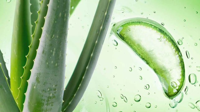 230814_ALGM_Alverde_Utopia_Banner_SponsoredArticle_BildimText_1920x1080_ALOE_3 Aloe Vera Heilpflanze Gel