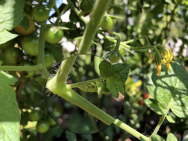 entfernst-du-die-geiztriebe-lenkst-du-die-naehrsto-utopia-180724_download Geiztriebe wachsen zwischen Haupttrieb und Fruchttrieb.