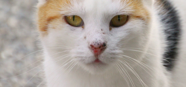Katzenhaare entfernen: 3 Tipps für Katzenfreund:innen 