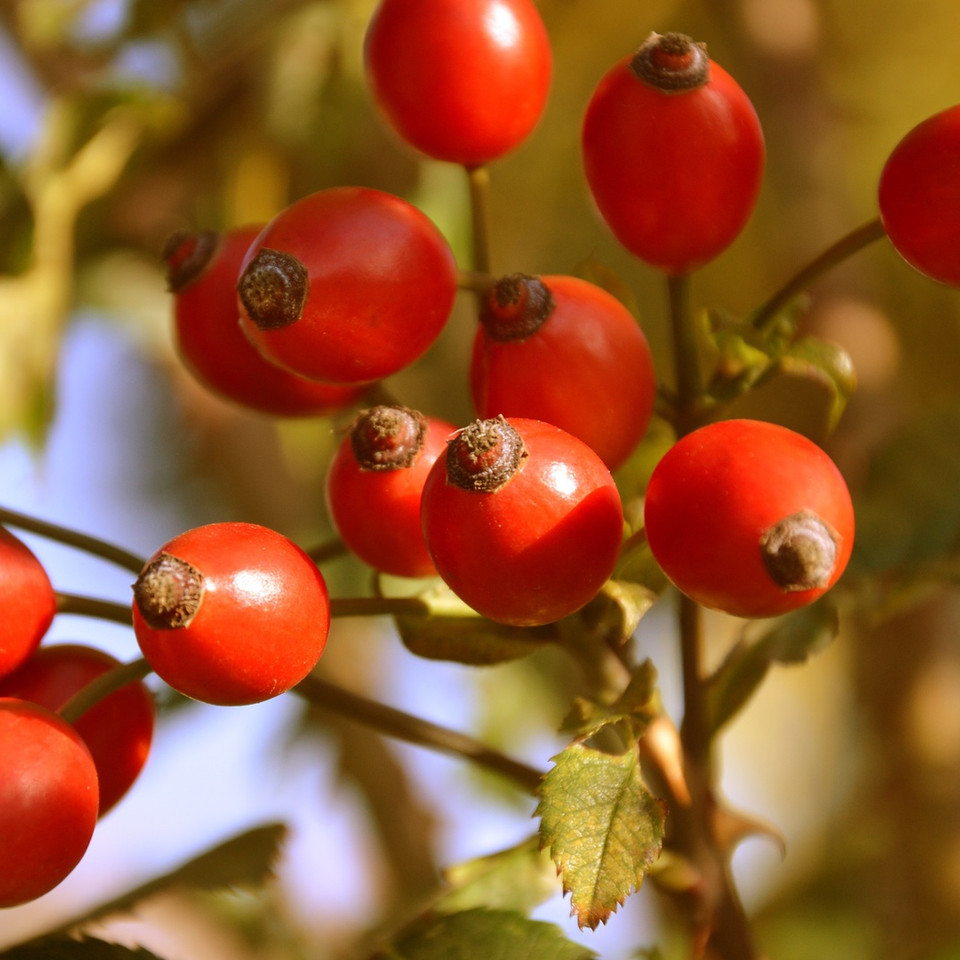 Regionale Vitamin-C-Lieferanten: Direkt sammeln und verarbeiten - Utopia.de