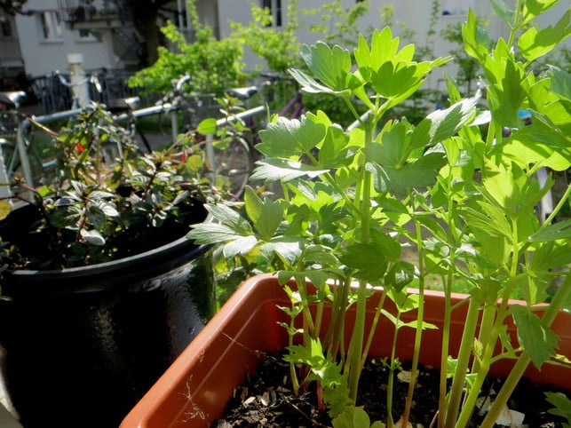 liebstoeckel-waechst-auch-im-blumentopf-auf-der-fens-utopiade-leonie-barghorn-180509_download Liebstöckel wächst auch im Blumentopf auf der Fensterbank.