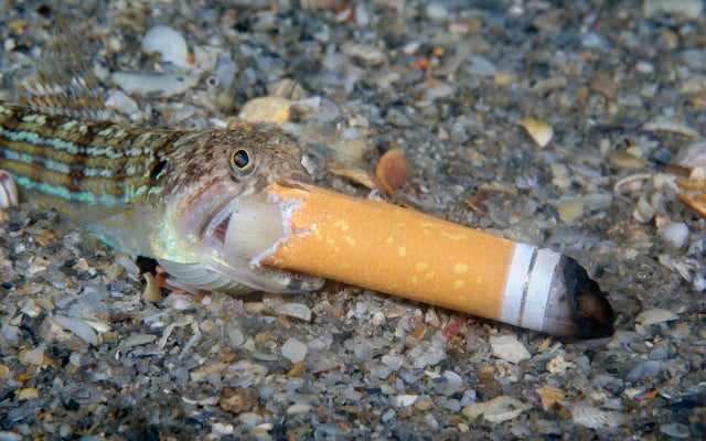 Ocean-Photography-Award.Steven_Kovacs_051021-1280x800px Fisch mit Müll