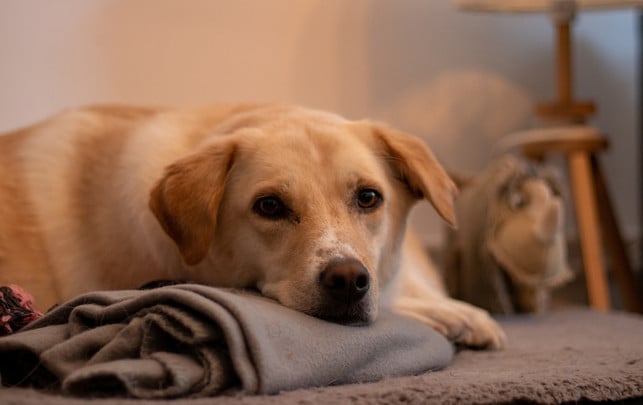 hund-angst-silvester-pb-baninho-221228-1920x1209 Hund an Silvester: Last-Minute-Tipps gegen die Angst vor Feuerwerk