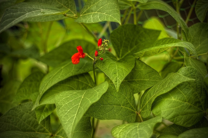 dünger mit hohem stickstoffgehalt Bio2grow Hornmehl – Natürlicher Stickstoffdünger main image 0