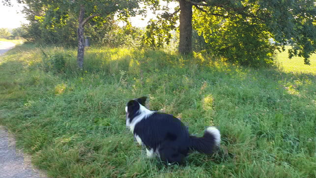 hundekot-einsammeln-2-210817-1280x720 Hundehalter müssen im öffentlichen Raum Hundehäufchen einsammeln.