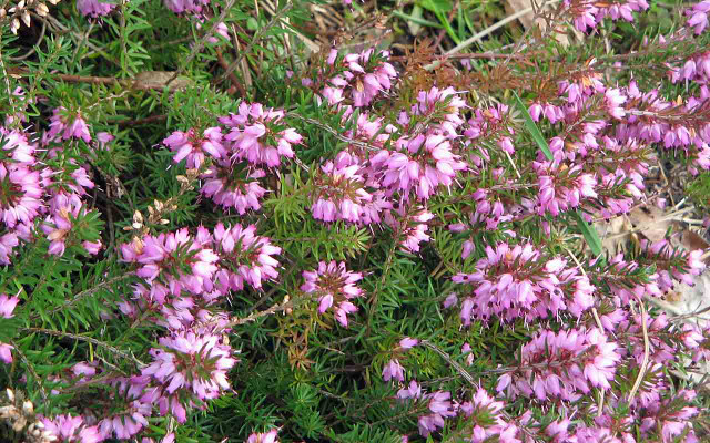 bienenweide-pflanzen-winterheide-y-cc-by-sa-3.0-Meneerke-bloem-180412-1280x800 Bienenweide: Winterheide