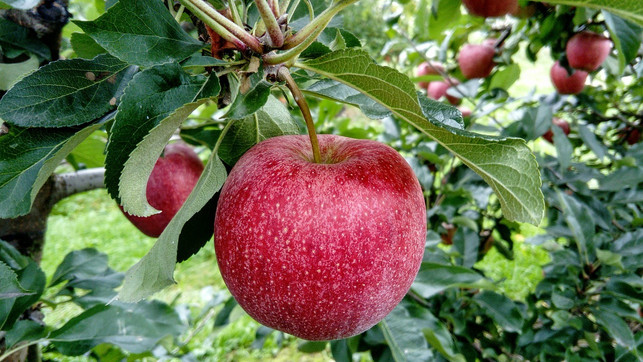 obstbaeume-bringen-erst-nach-einigen-jahren-ertrag-cc0-pixabay-pasja1000-201002_download Obstbäume bringen erst nach einigen Jahren Ertrag.