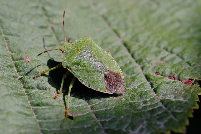 du-kannst-stinkwanzen-bekaempfen-indem-du-die-befa-cc0-pixabay-siegella-230926_download Du kannst Stinkwanzen bekämpfen, indem du die befallenen Blätter mit etwas Neemöl einreibst.