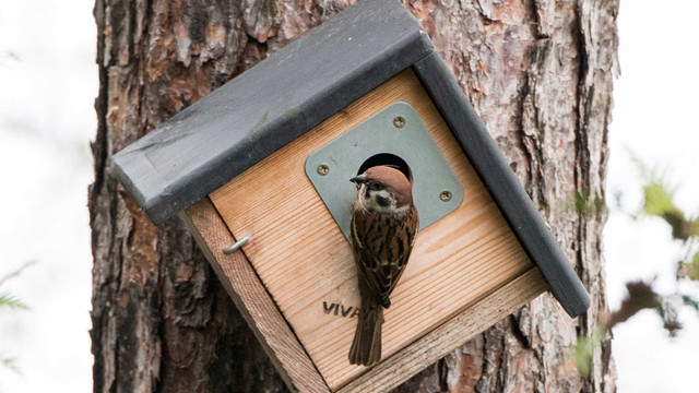 Gut gemeint, aber schlecht gemacht? Was du bei Nisthilfen für Vögel beachten musst Gut gemeint, aber schlecht gemacht? Was du bei Nisthilfen für Vögel beachten musst