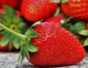 wie oft Erdbeeren gießen