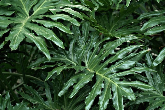 ein-echter-hingucker-die-blaetter-des-philodendron-cc0-pixabay-ignartonosbg-250326_download Ein echter Hingucker: Die Blätter des Philodendron.