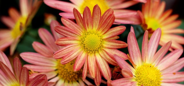 pflanzen herbst chrysanthemen