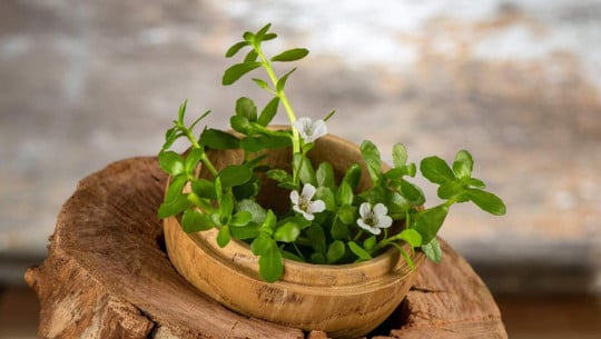 brahmi-stockadobecomwasanajai-230817 brahmi