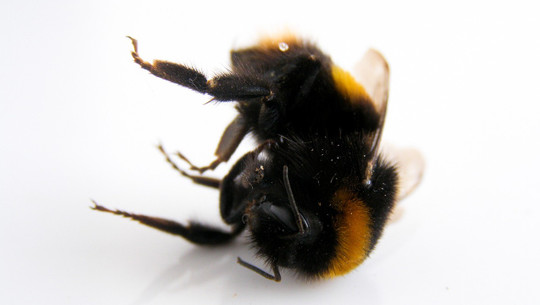 hummelsterben-cc0-pixabay-nikkikamminga-210422 hummelsterben