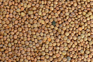 Mountain lentils are especially suitable for vegan lentil soup.