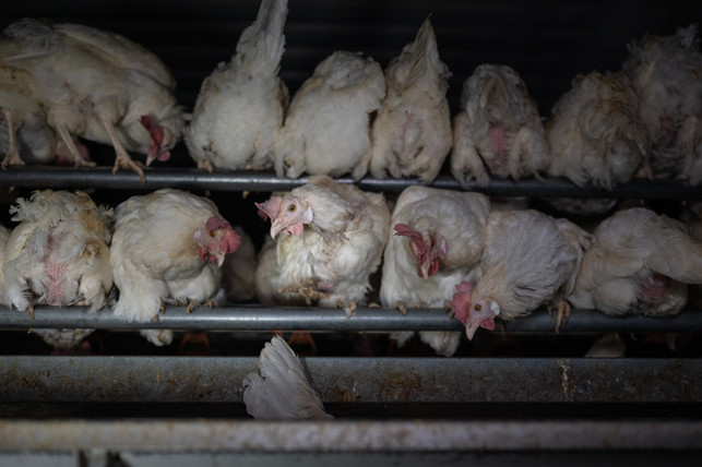 Animal Rights Watch e.V. hat die Aufnahmen in einem Bio-Betrieb gemacht. Animal Rights Watch e.V. hat die Aufnahmen in einem Bio-Betrieb gemacht.