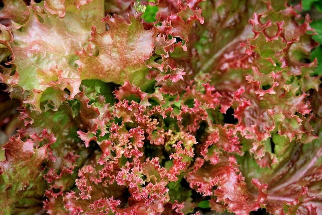 mit-seinen-krausen-roten-blaettern-sieht-der-lollo-cc0-public-domain-pixabay-hansbenn-171020_download Mit seinen krausen roten Blättern sieht der Lollo Rosso besonders attraktiv aus.