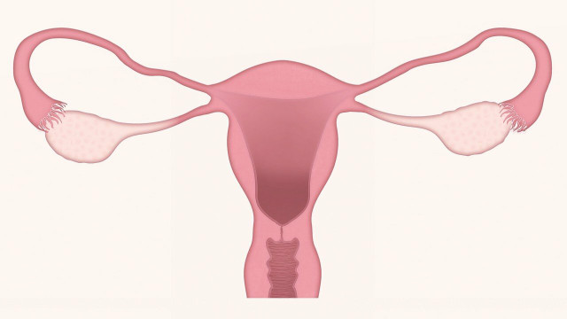 The uterus stores blood and releases it in spurts.