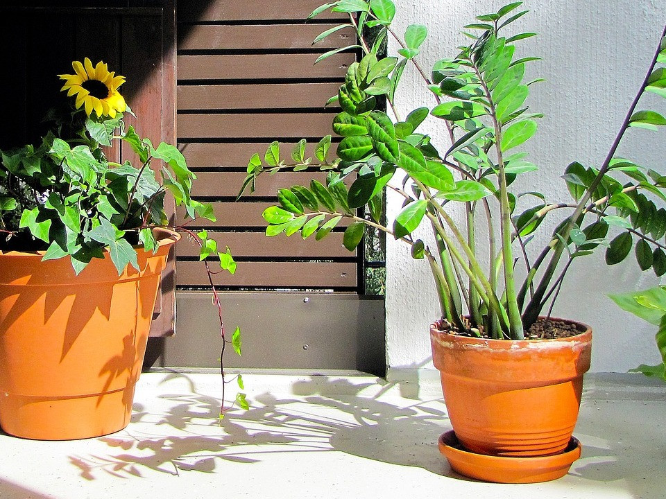 Zimmerpflanzen auf den Balkon: Welche im Sommer raus knnen und welche  besser nicht - Utopia.de