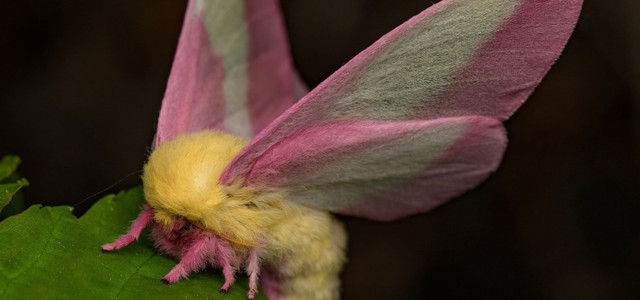 Dryocampa rubicunda