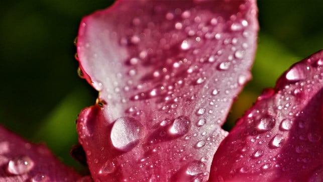 oleander-braucht-direkt-nach-dem-umtopfen-besonder-cc0-pixabay-mylene2401-220625_download Oleander braucht direkt nach dem Umtopfen besonders viel Wasser.