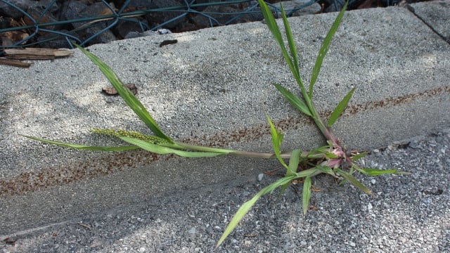 Hühnerhirse im Garten bekämpfen So gelingt es Utopia.de